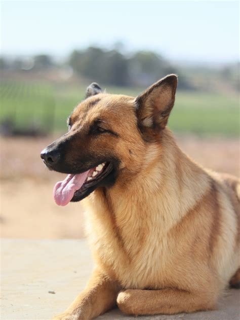 How Big Are Full Grown German Shepherds