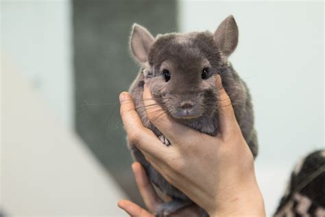 Starptautiskā mājdzīvnieku un zooindustrijas izstāde 2023