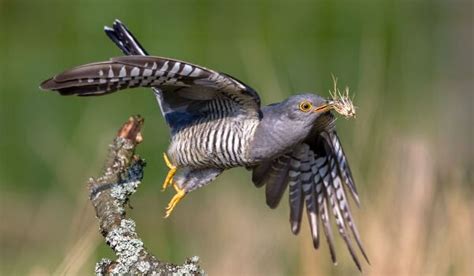 КУКУШКА ᐈ Фото и описание