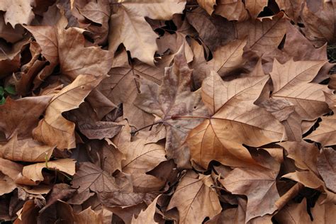 brown fall leaves