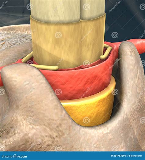 The Spinal Nerve is a Mixed Nerve that Carries Motor, Sensory and