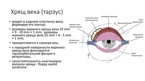 Анатомия век, конъюнктивы и слёзного аппарата - презентация онлайн