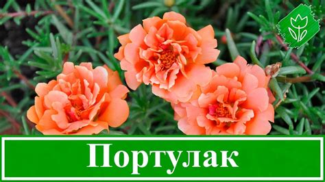 Цветы портулак – посадка и уход, выращивание портулака из семян в ...