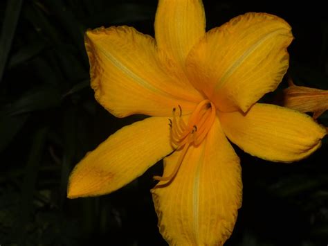 Lily Bloom - Free photo on Pixabay - Pixabay