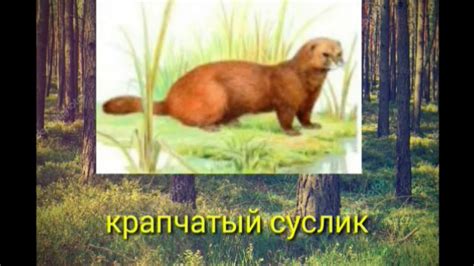 Эти животные занесены в красную книгу РБ - YouTube