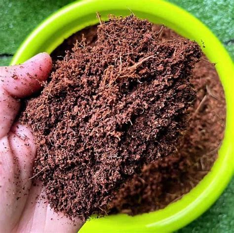 Fibras De Coco Para Plantas - Fibra De Coco Para Plantas: ¿Qué Es Y Cómo Se Usa? – NPVCUQ