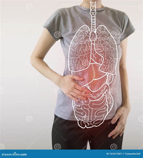 Highlighted Internal Organs With Some Illness Royalty-Free Stock