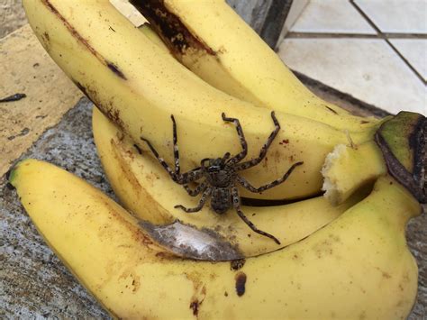 Banana Spider Hatchling at Michael Partin blog