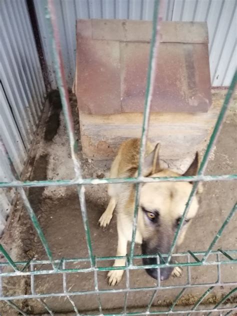 Бельгійська вівчарка"малинуа" хлопчик: 200 $ - Собаки Глибоке на Olx