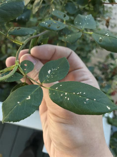 Why Does My Plants Leaves Have White Spots at Laurie Miller blog