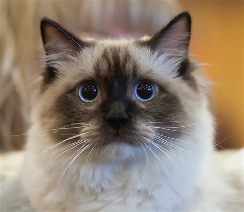 ragdoll cat | Ragdoll cat breed, Cats, Ragdoll cat