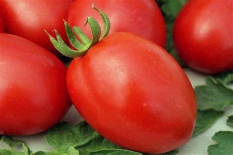 Томат Царь Петр: характеристика и описание гибридного сорта с фото