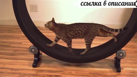 Беговое Колесо для Кошек с Amazon (Белка-Котейка) - YouTube
