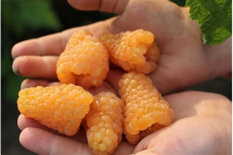 Малина Желтый Гигант желтая купить во Владимире в питомнике с доставкой