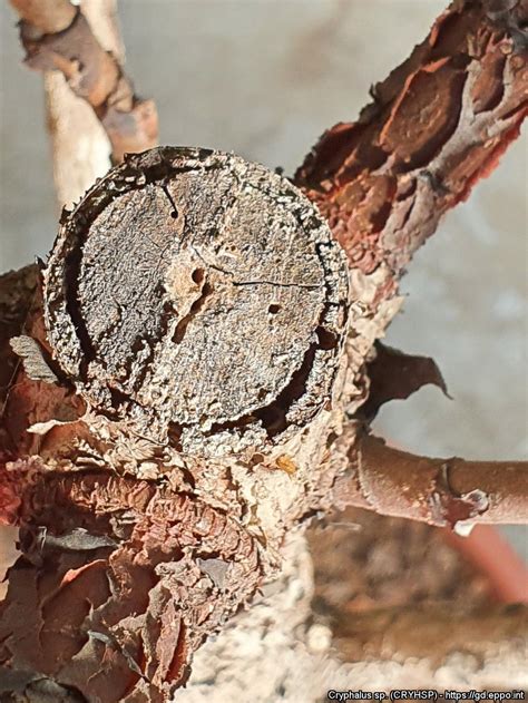 cryphalus sp cryhspphotos eppo global