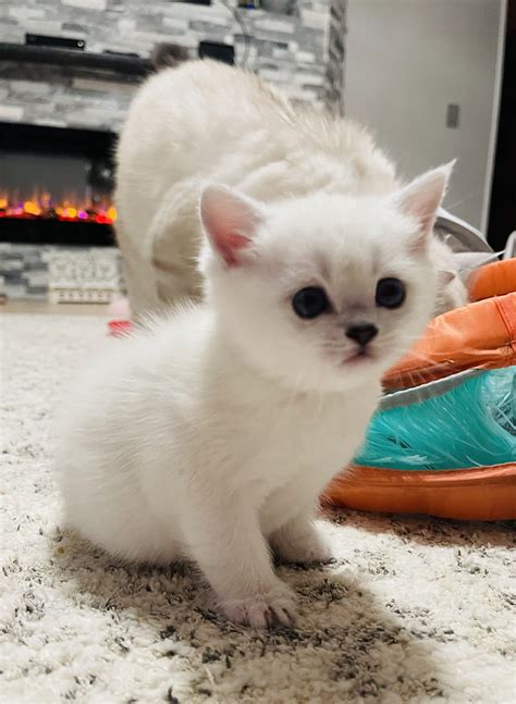 Our Cats & Kittens | Scottish Kingdom Cats