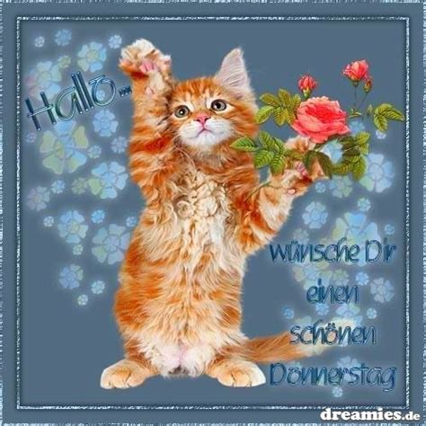 gb-bilder-claudia - Donnerstag - Katzenbilder