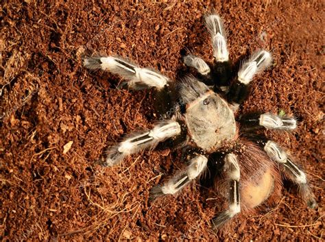 Golias Comedora De Passaros