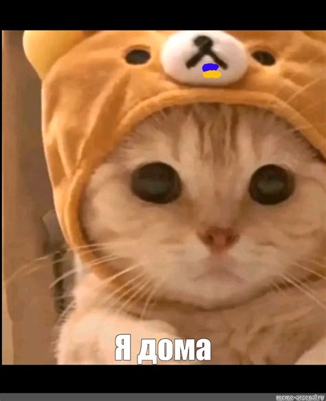 Создать мем "животные милые, мем милый котик, милые котики" - Картинки ...