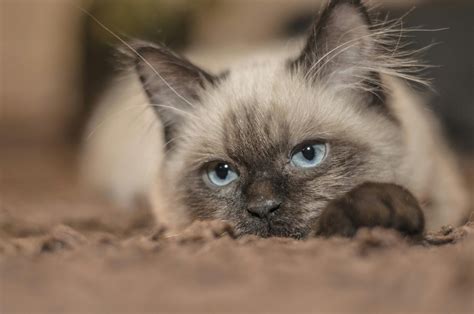 How Much Does It Cost To Spay A Cat ? - 2025