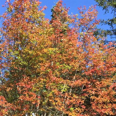 vibrant fall foliage  maine