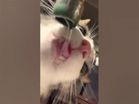 Мексиканский кот🐱 - YouTube