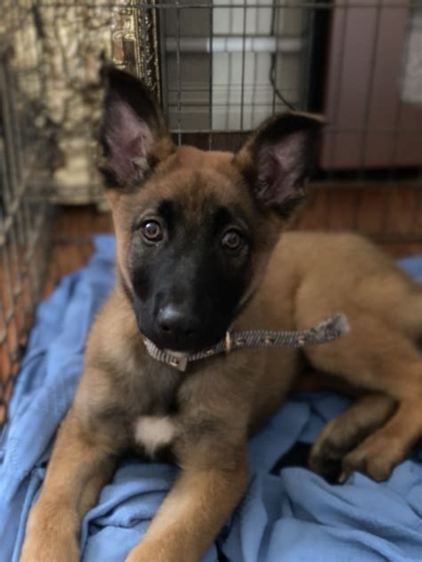 "Belgian Shepherd" Puppies For Sale | Aptos, CA #322130