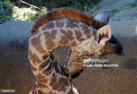 Baby Masai Giraffe Photos and Premium High Res Pictures - Getty Images