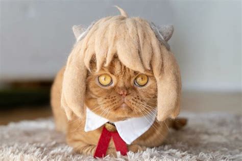 32 Adorable Feline Hats And Wigs This Japanese Couple Made From ...
