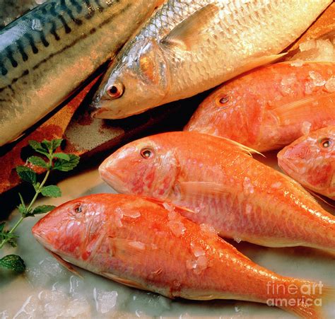 Red Mullet Photograph by John Heseltine/science Photo Library - Fine ...