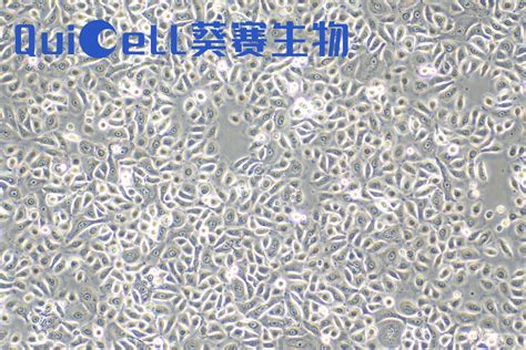 shanghai quicell biotechnology