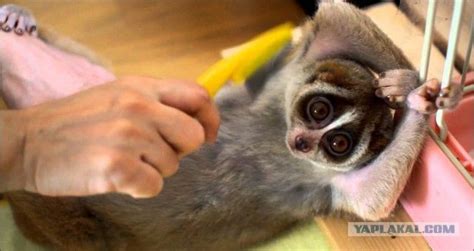 Лемур Лори | Slow loris, Cute wild animals, Cute animal photos