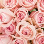 pink flowers names symbolic meaning