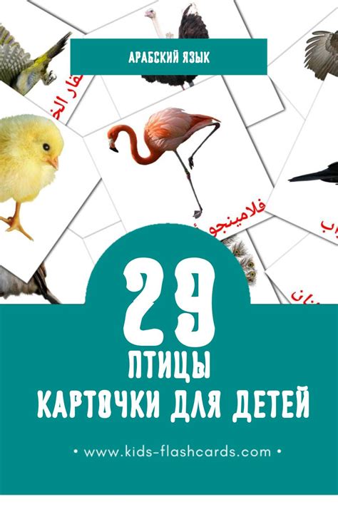 29 Бесплатных Картинок Птицы для Обучения на Арабском | PDF