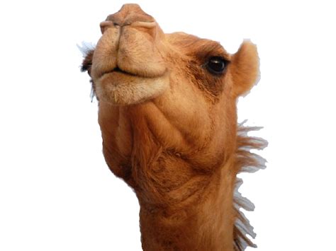 Camello PNG
