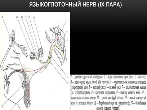 Черепно-мозговые нервы - презентация онлайн