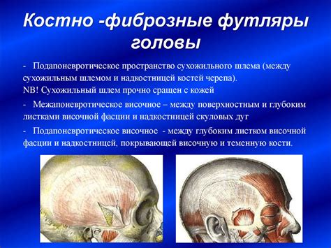 Функционально-клиническая анатомия мышц, фасций и топографических ...