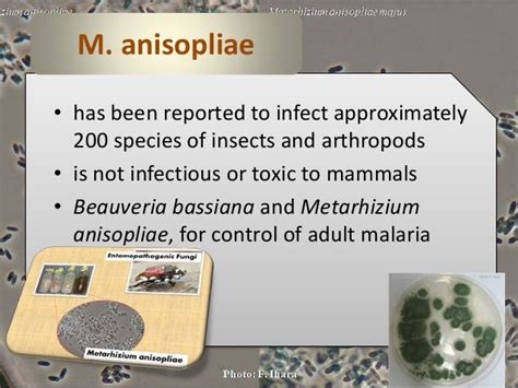 Metarhizium anisopliae