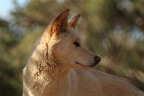 Dingo im Rasseporträt: Charakter, Haltung und Pflege 2024 - hundekiste.com