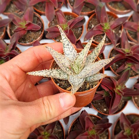 ALOE CV. DORAN BLACK