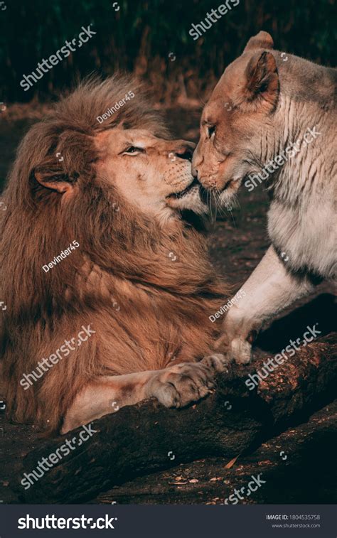 King Lion Lioness Kiss Lovely Couple Stock Photo 1804535758 | Shutterstock