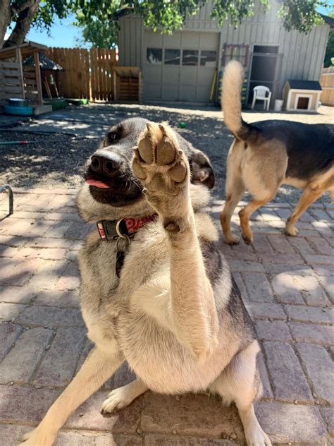 Are High Pitched Sounds Bad For Dogs