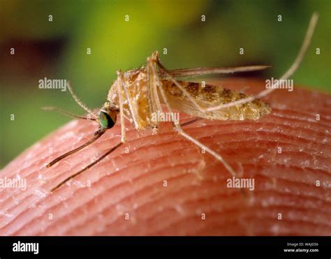 Culex quinquefasciatus mosquito hi-res stock photography and images - Alamy