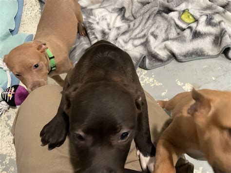 Foster families help local shelter handle surprise puppy rush | The