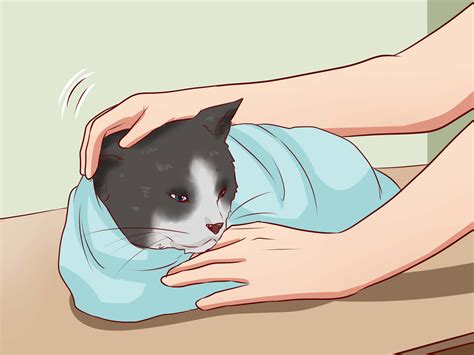 can cats breathe through their mouth 8