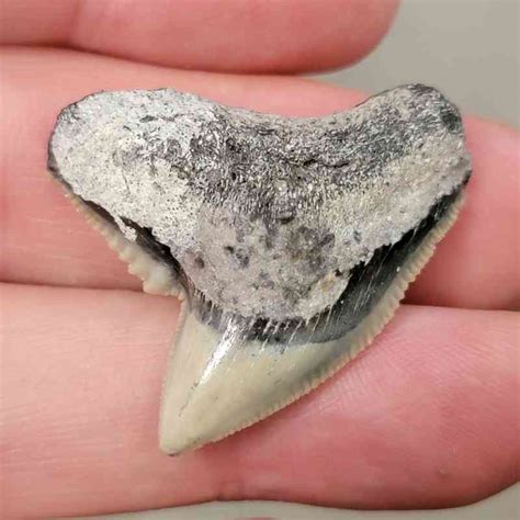 fossil tiger shark teeth  sale genuine shark fossils