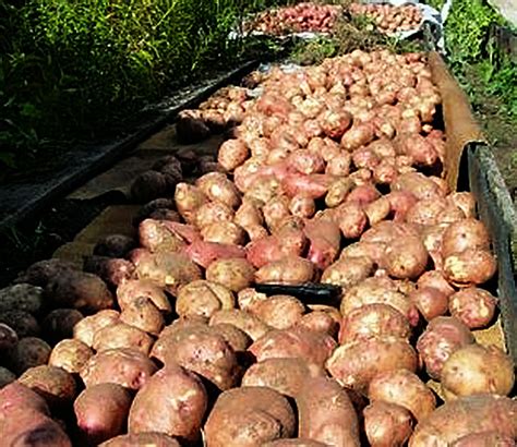Lapot: описание на сорта семенни картофи, характеристики, земеделска ...