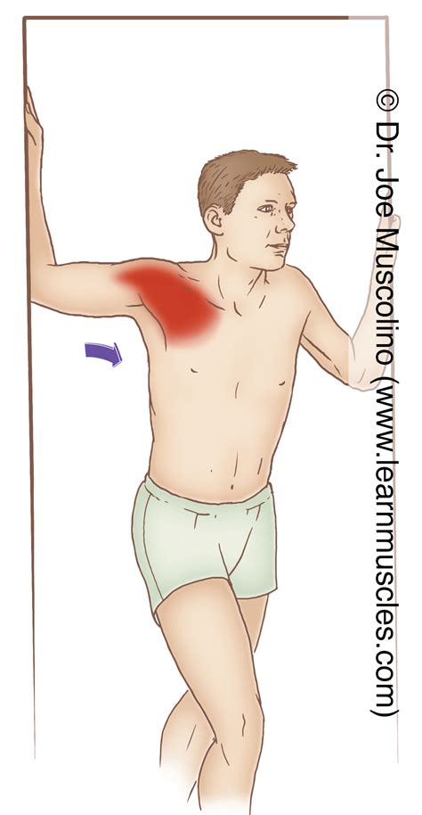 Anterior Deltoid - Stretching - Learn Muscles