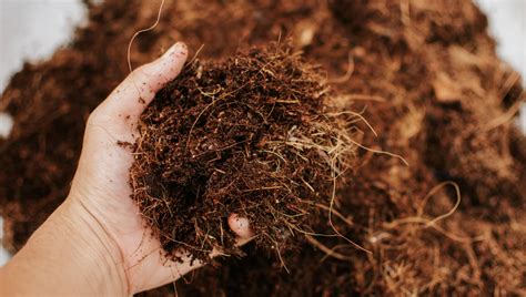Fibra de coco: o segredo das plantas saudáveis?