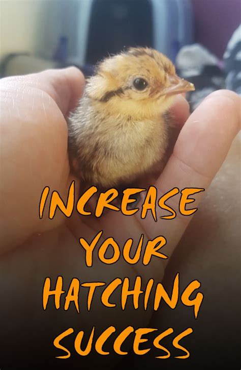 HATCHING EGGS | 5 TIPS FOR BOOSTING HATCH RATE — Brimwood Farm ...